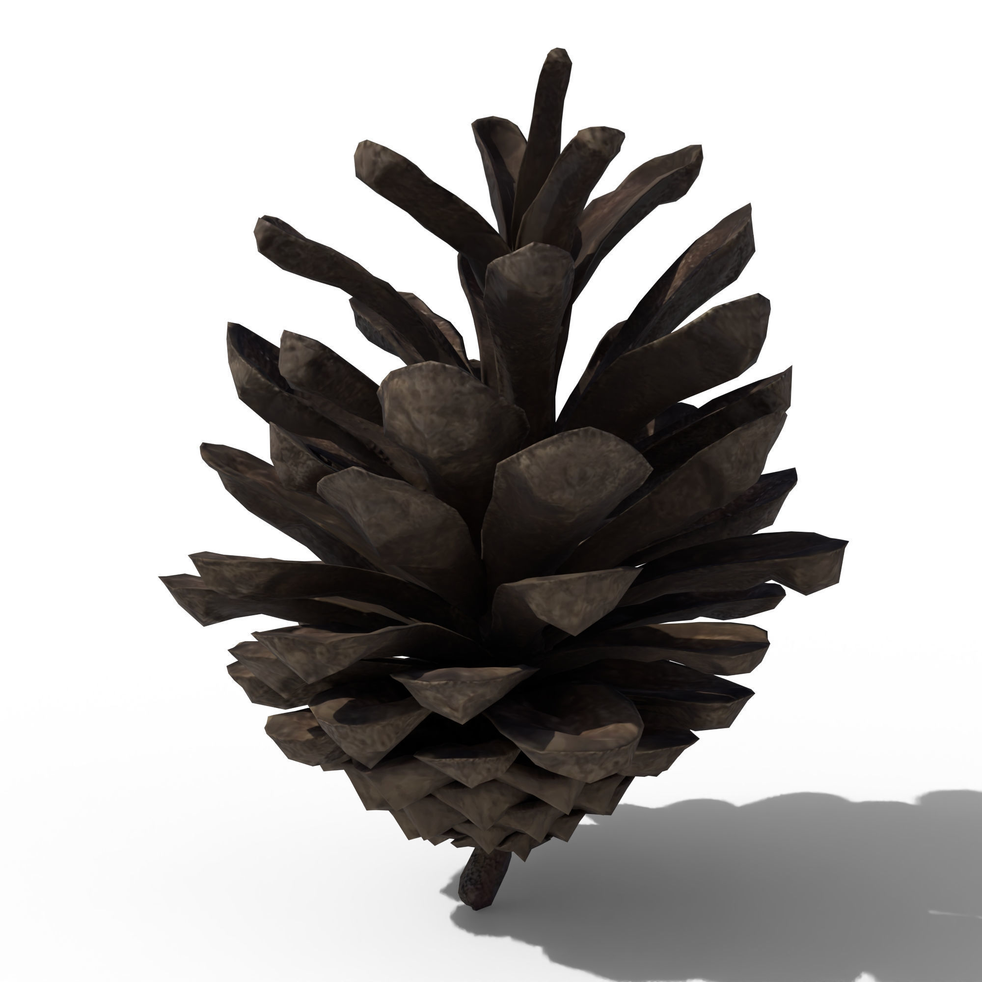 Pine Cone 3D model_2