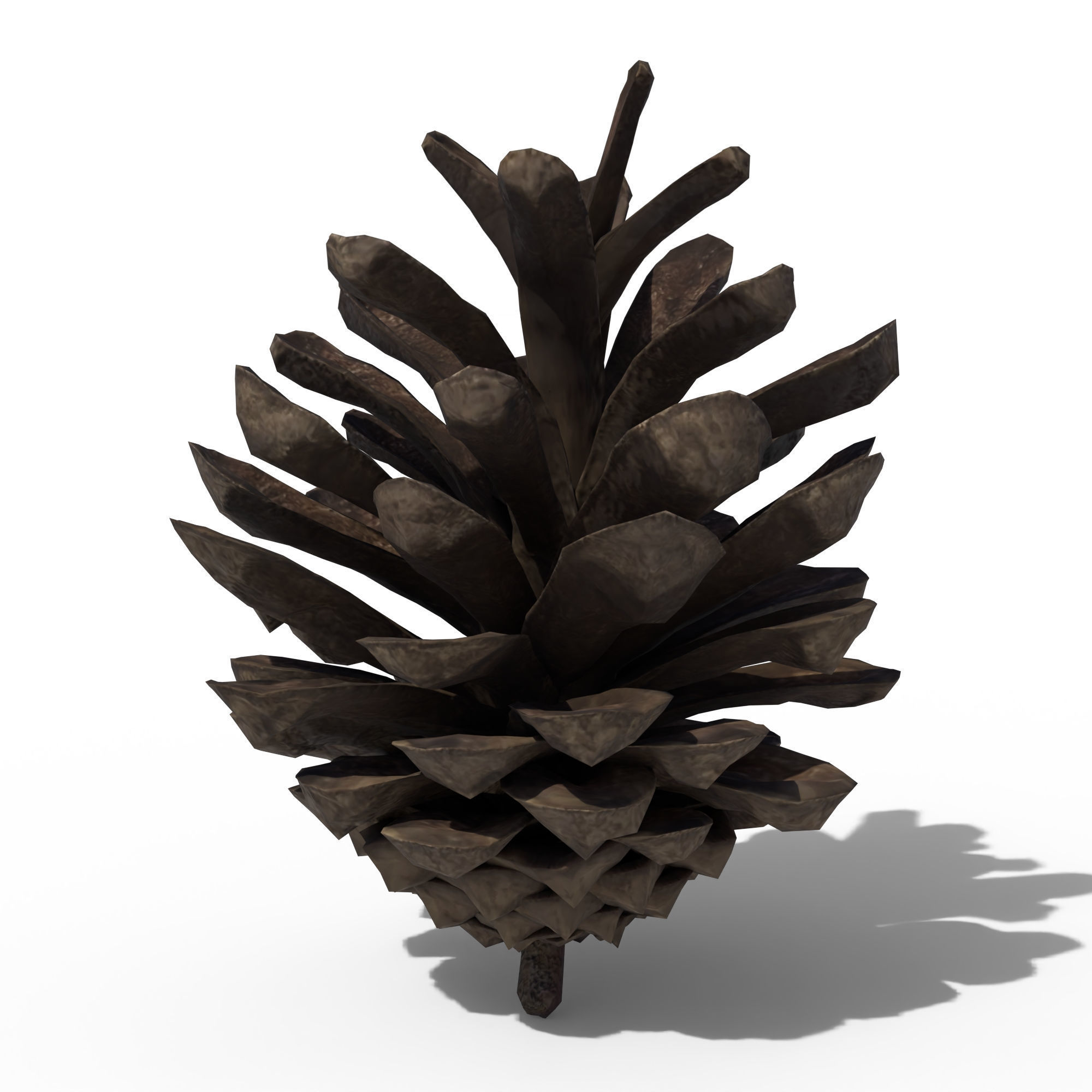 Pine Cone 3D model_1