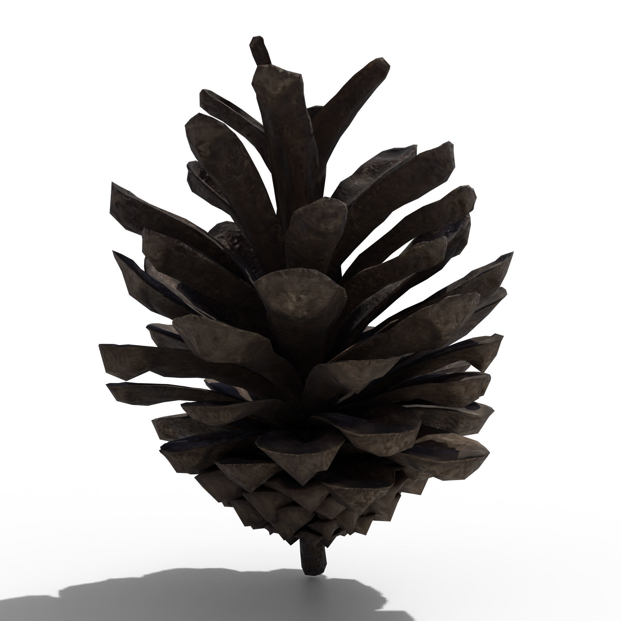 Pine Cone 3D model_5