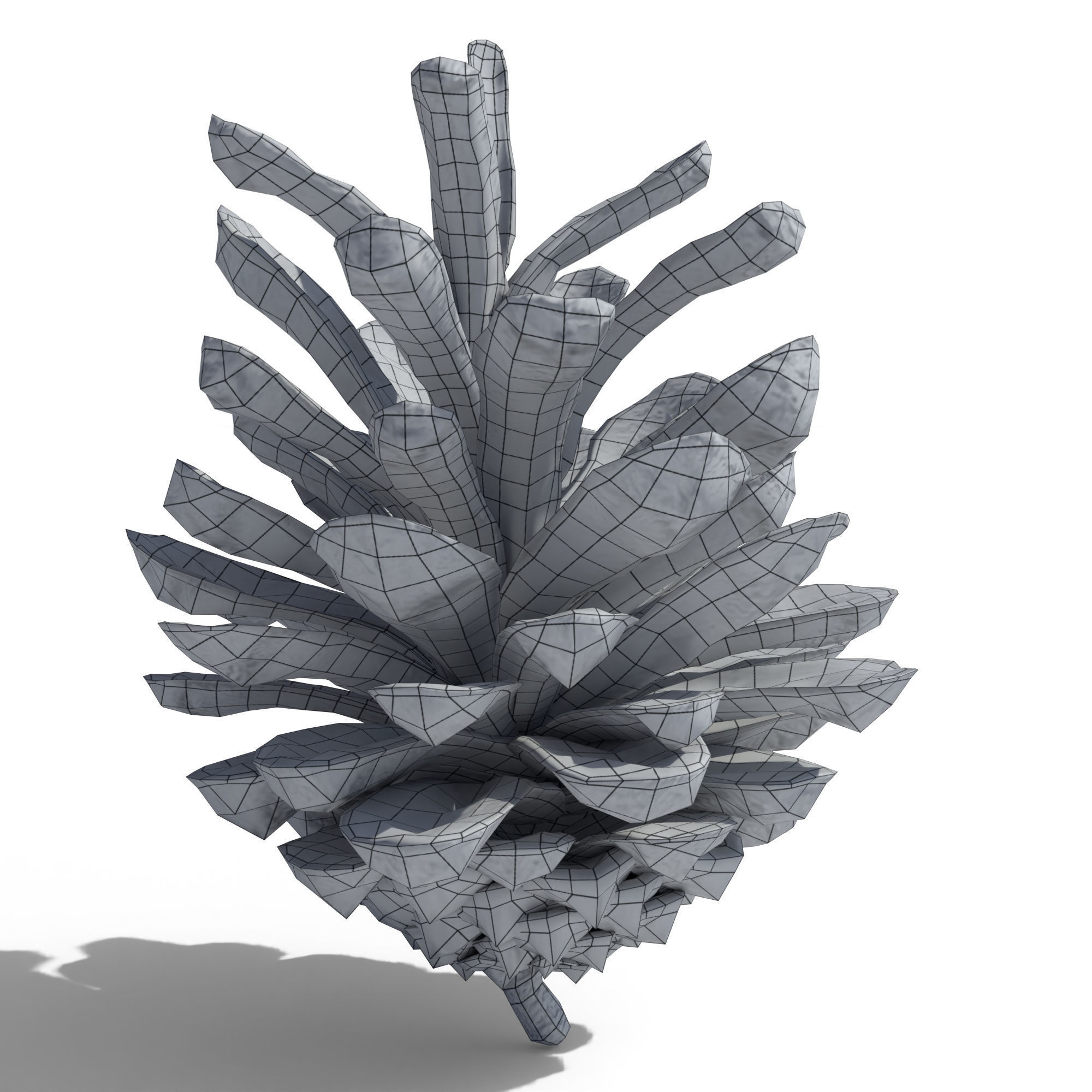 Pine Cone 3D model_10