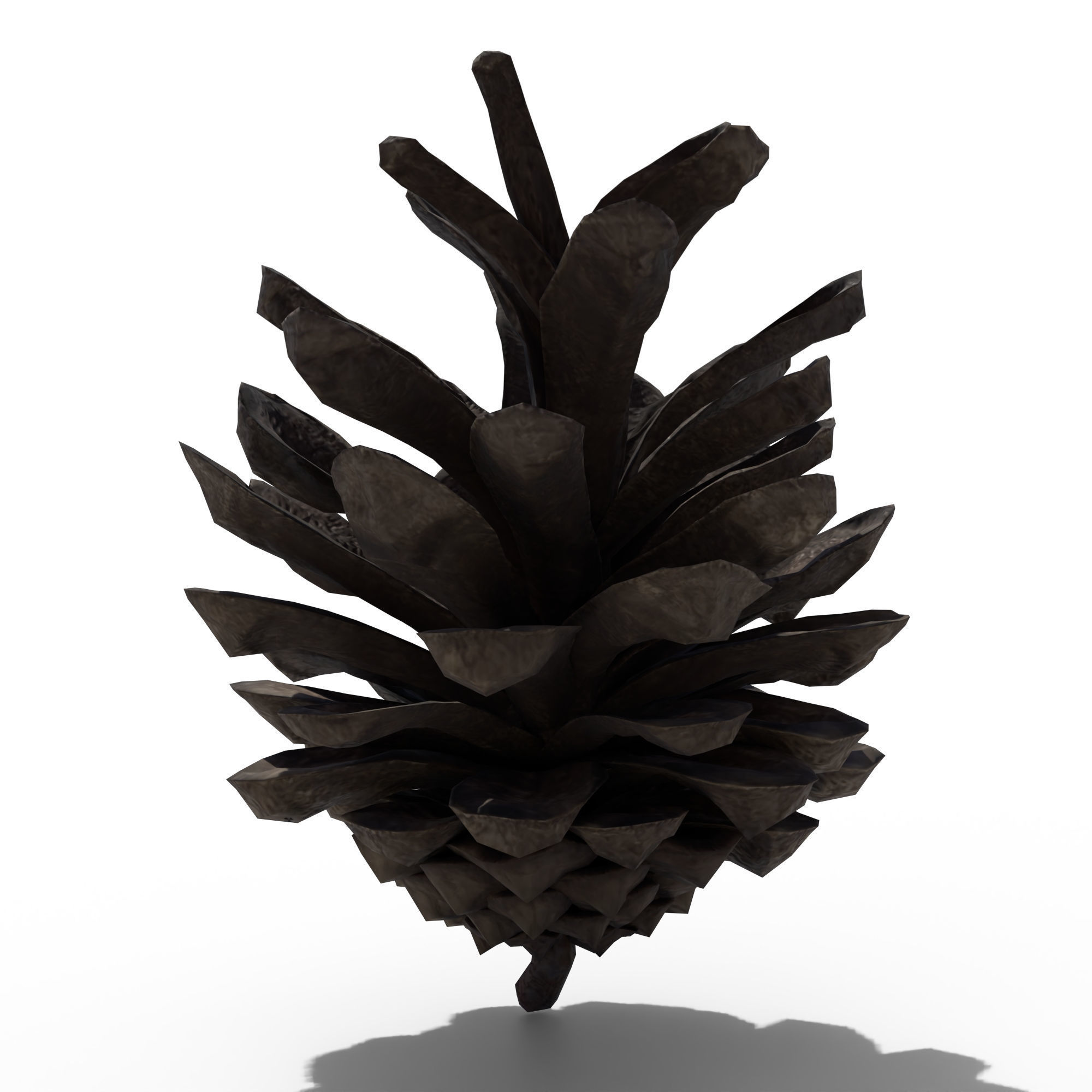 Pine Cone 3D model_4