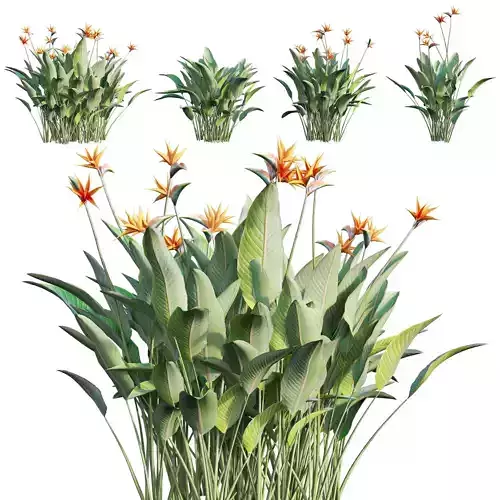 Strelitzia reginae - Bird of Paradise 03 - GrowFX 3D model