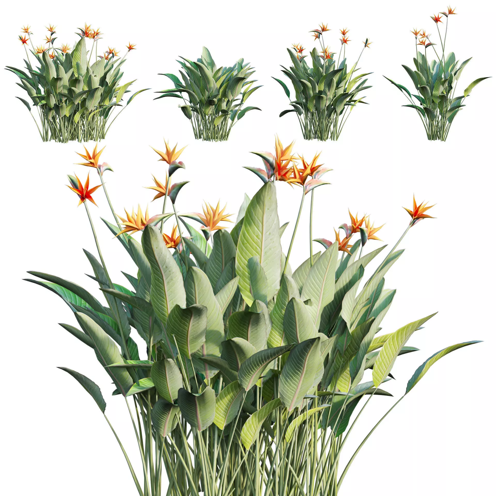 Strelitzia reginae - Bird of Paradise 03 - GrowFX 3D model_0