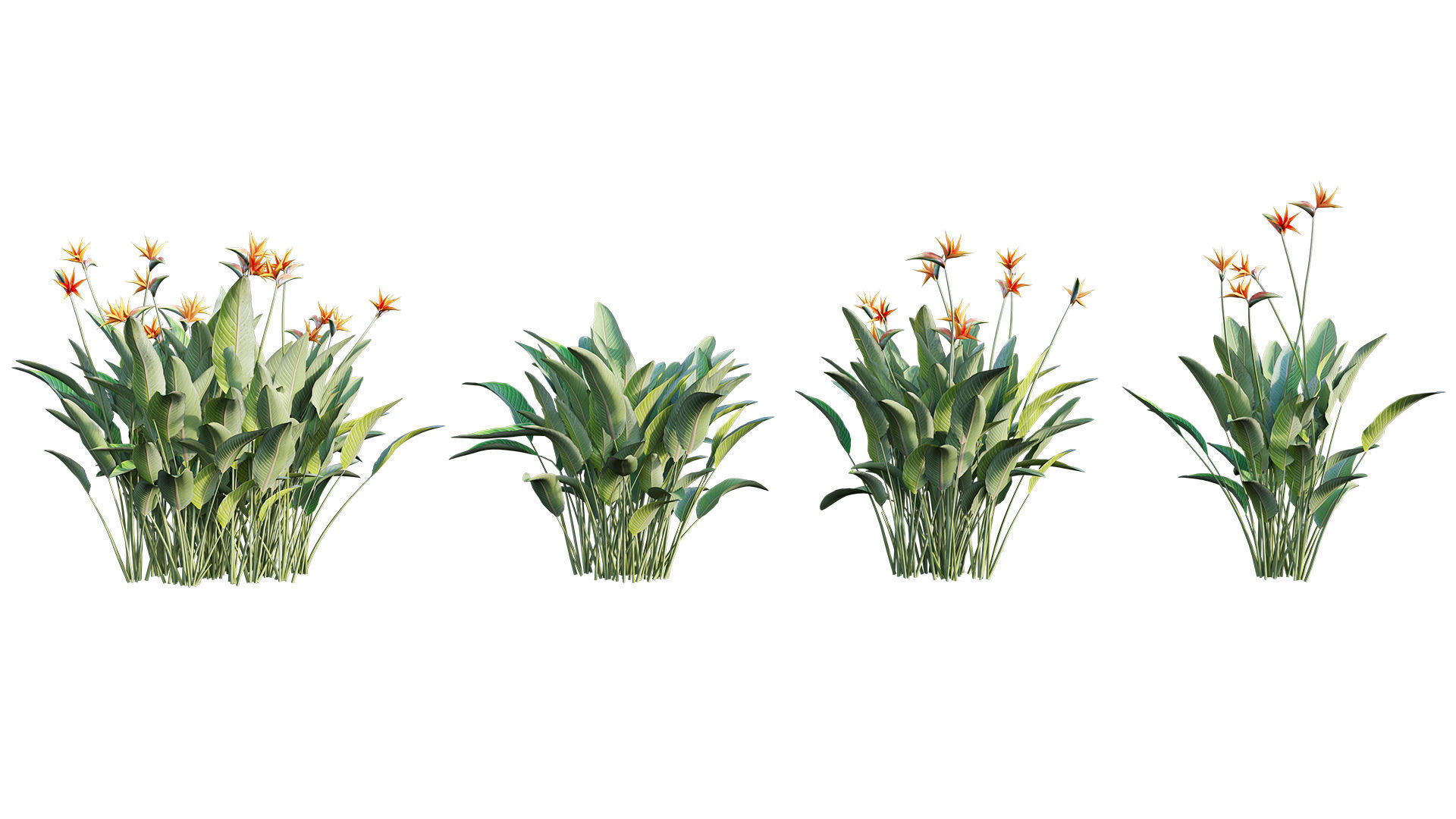 Strelitzia reginae - Bird of Paradise 03 - GrowFX 3D model_6