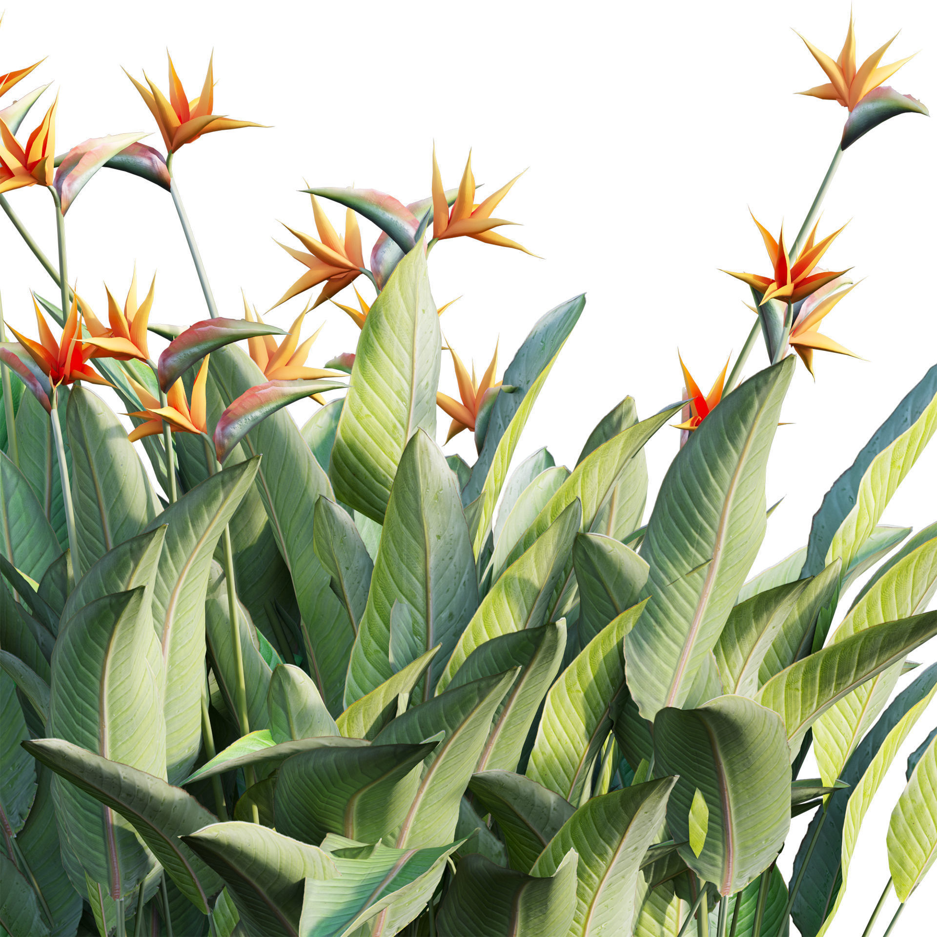 Strelitzia reginae - Bird of Paradise 03 - GrowFX 3D model_3