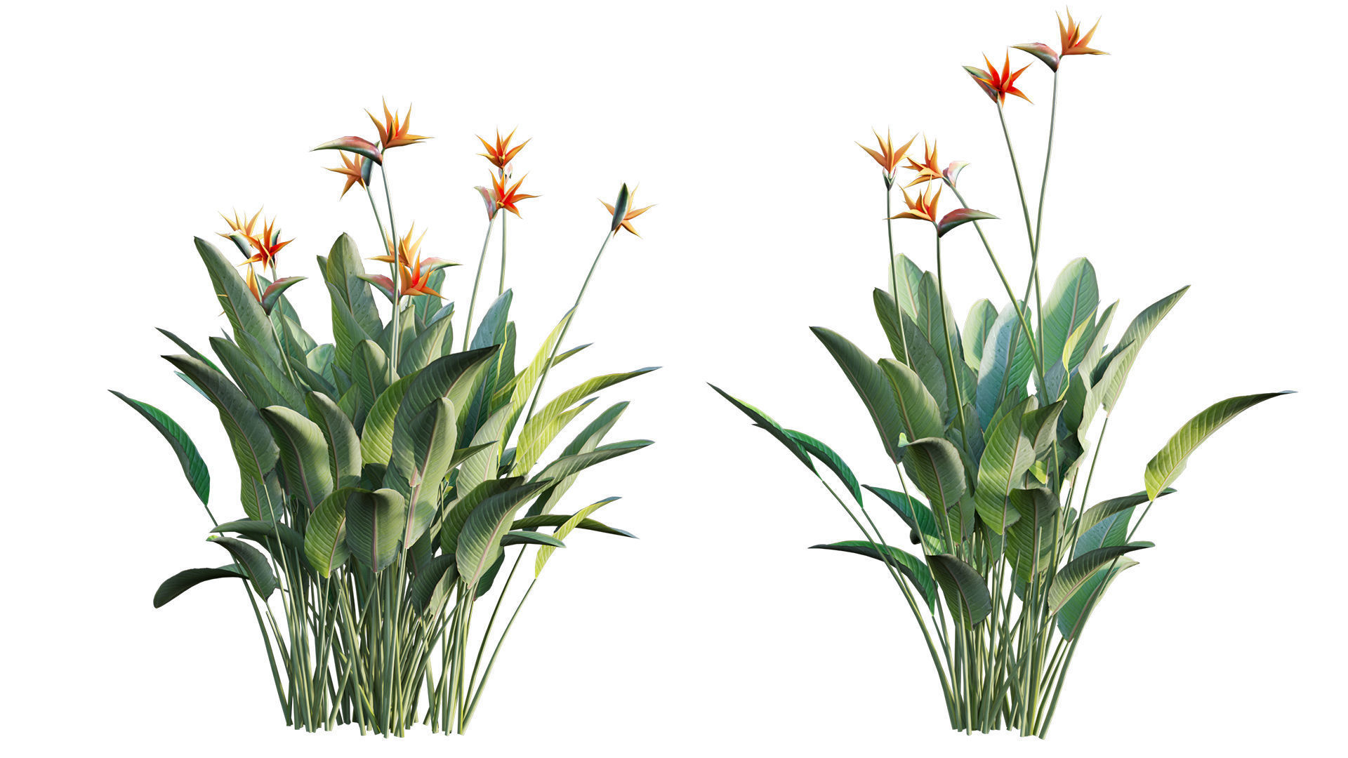 Strelitzia reginae - Bird of Paradise 03 - GrowFX 3D model_8