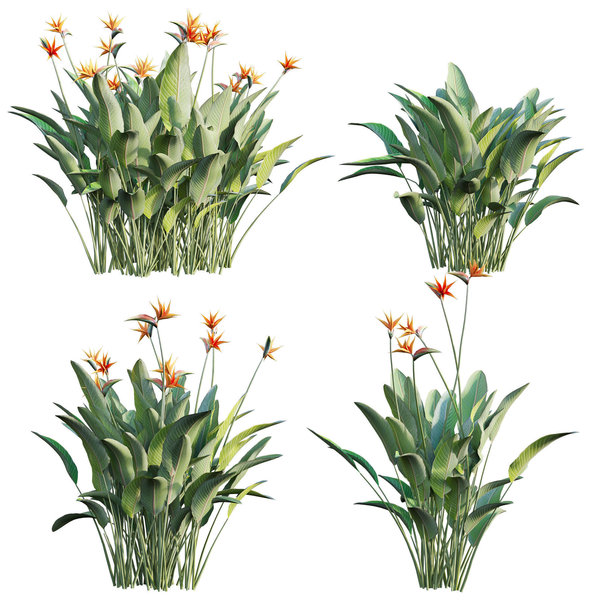 Strelitzia reginae - Bird of Paradise 03 - GrowFX 3D model_1