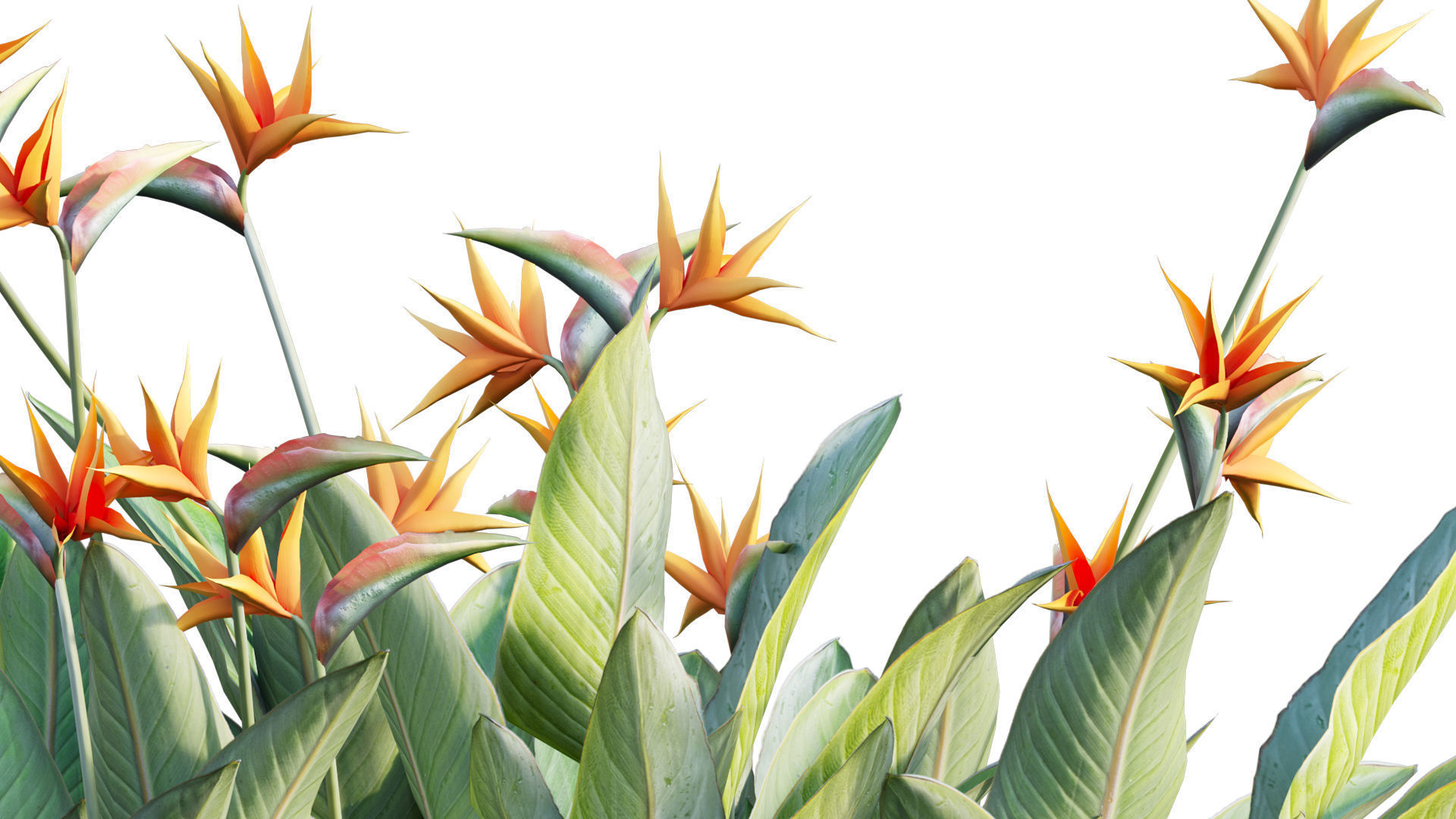 Strelitzia reginae - Bird of Paradise 03 - GrowFX 3D model_10