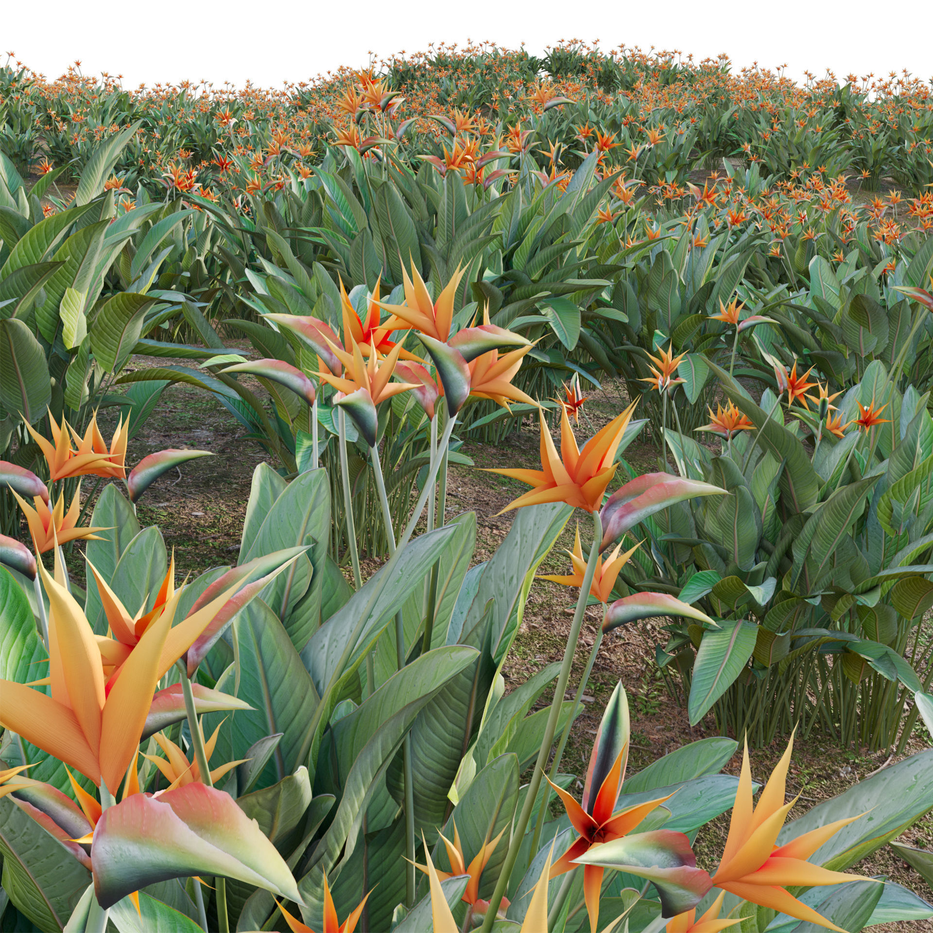 Strelitzia reginae - Bird of Paradise 03 - GrowFX 3D model_2