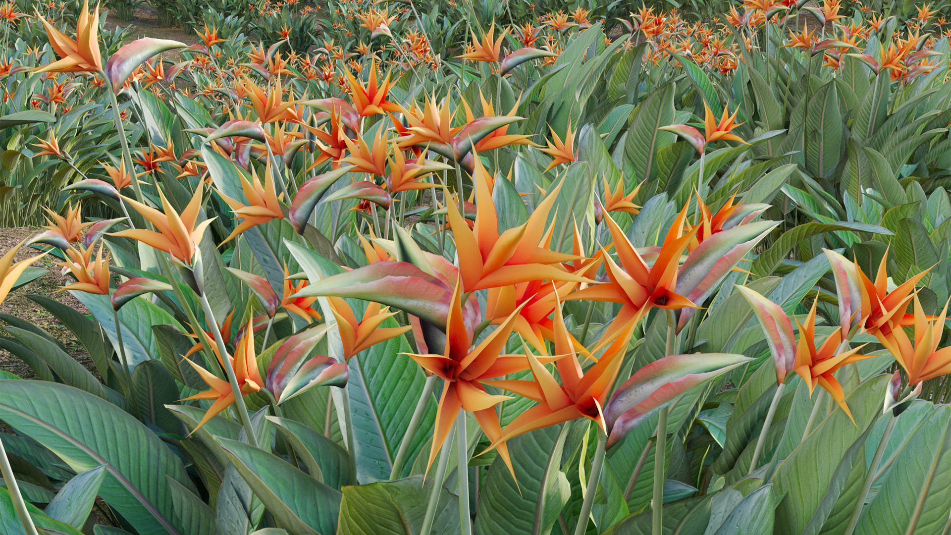 Strelitzia reginae - Bird of Paradise 03 - GrowFX 3D model_9