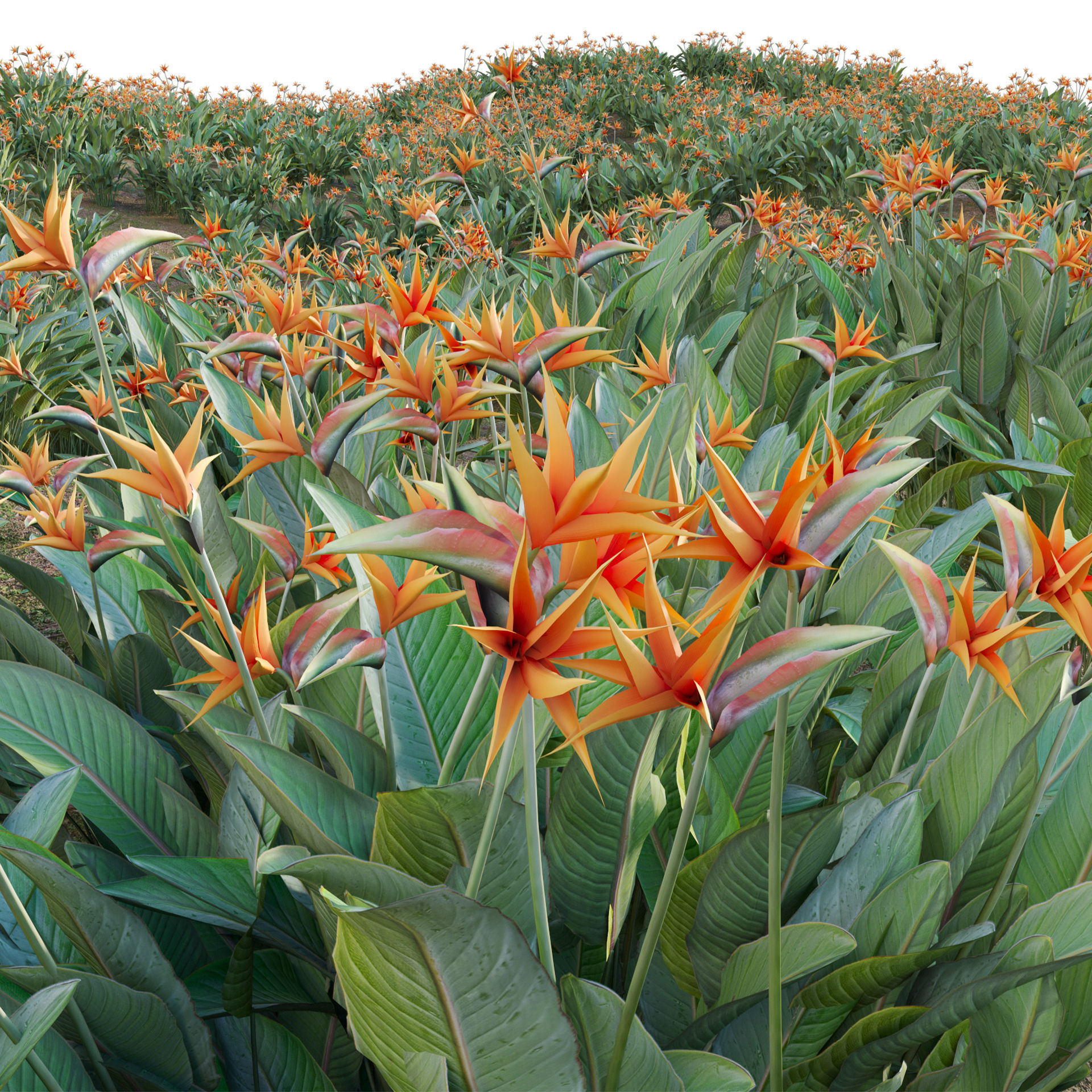 Strelitzia reginae - Bird of Paradise 03 - GrowFX 3D model_4