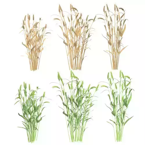 Wheat green and dried bushes   Low-poly 3D model
