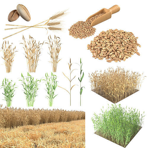 Wheat Mega Collection Low-poly 3D model