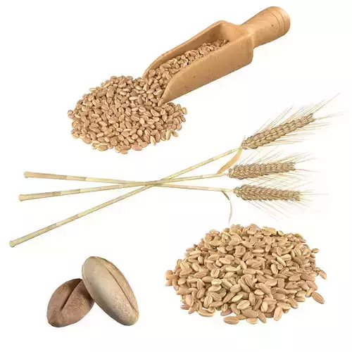 Wheat spike grain scoop and pile 