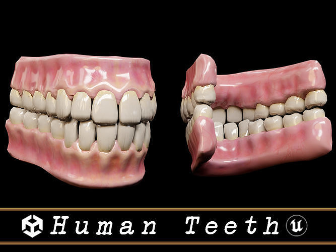 Human Teeth  Low-poly 3D model