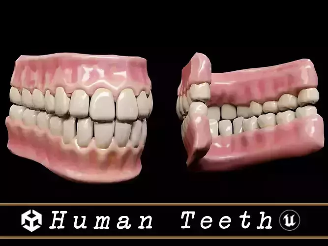 Human Teeth 