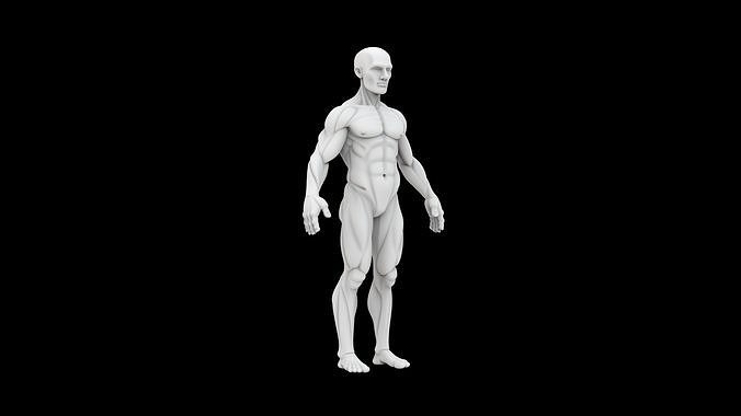 Male Anatomy 3D Print Model 3D print model