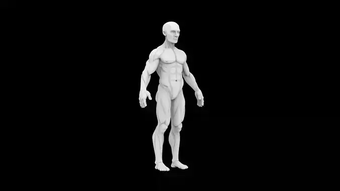 Male Anatomy 3D Print Model