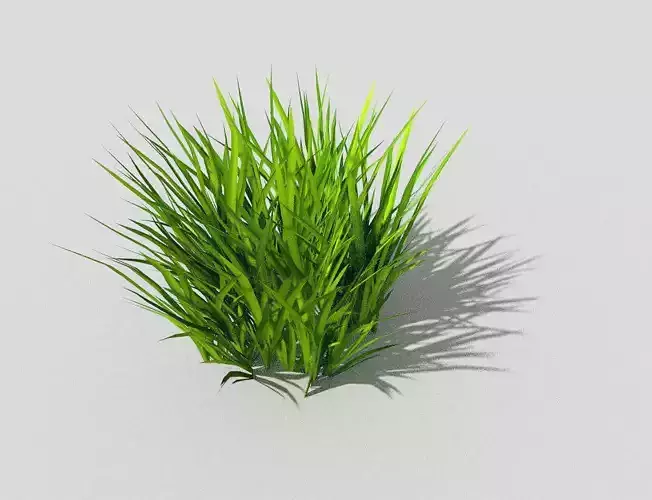 Grass