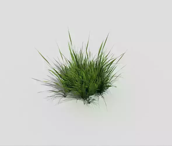 Grass