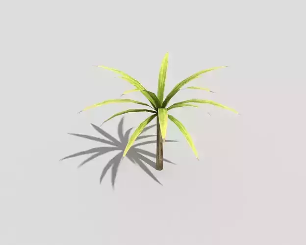 Plant palm tree