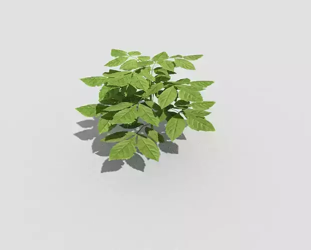 Plant potato