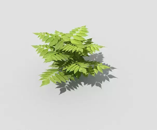 Plant fern