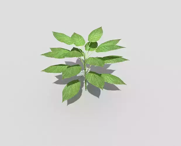 Plant