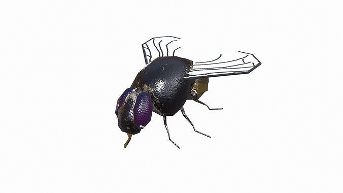 House Fly Low-poly 3D model