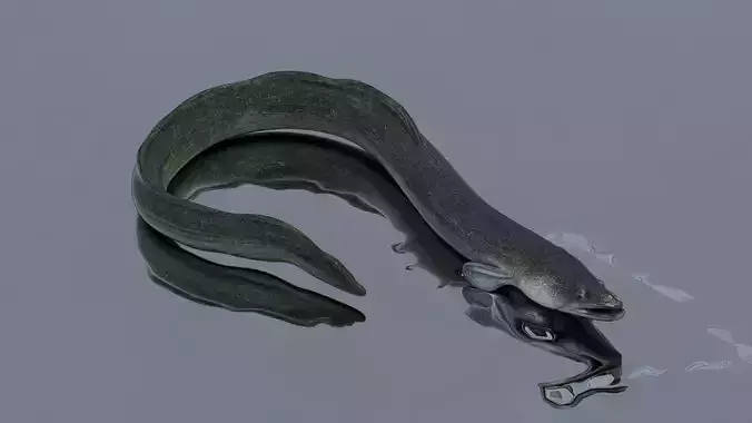 An Eel
