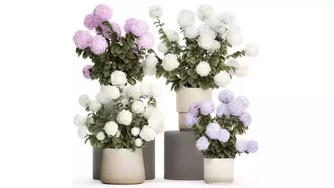 Potted plants bushes blooming hydrangea flowers 1484 3D model