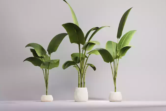Decorative flower pot and plant Strelitzia SET