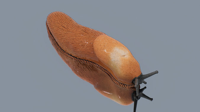 Strange Slug Low-poly 3D model