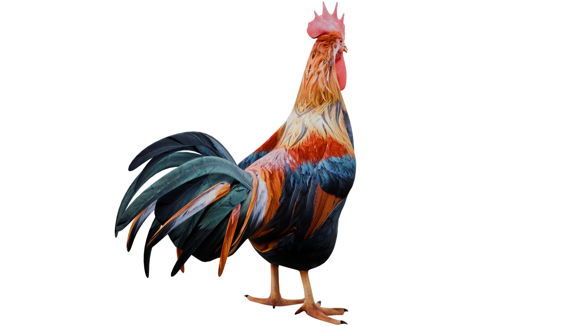 Rooster 3D model_4