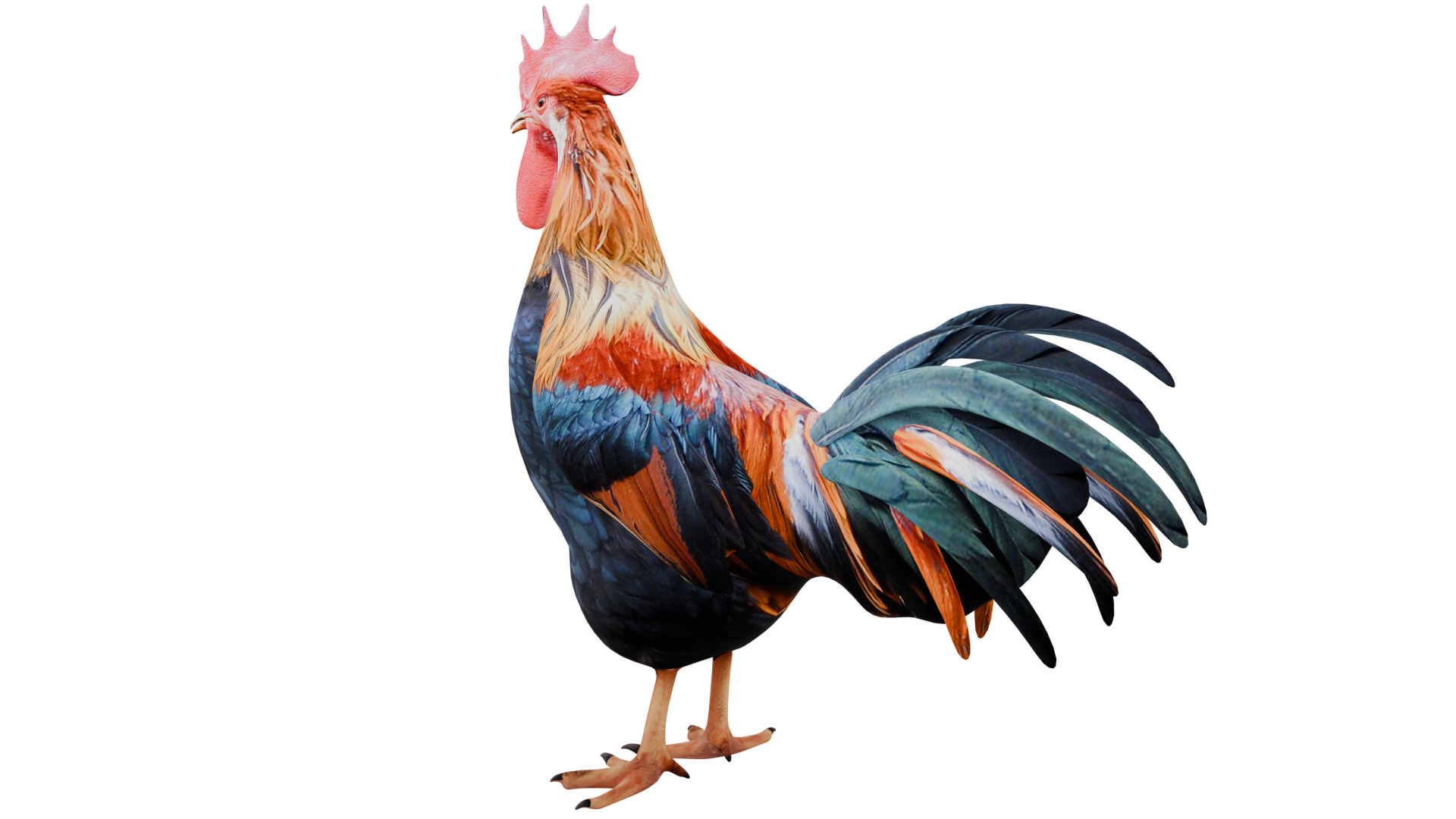 Rooster 3D model_2