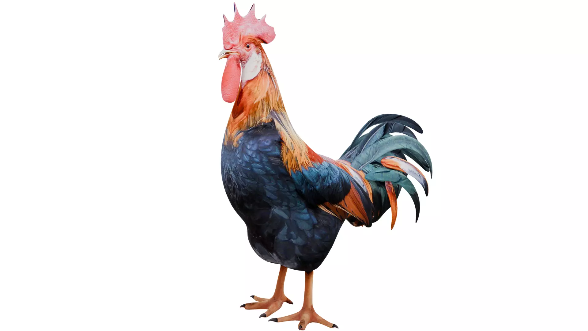 Rooster 3D model_0