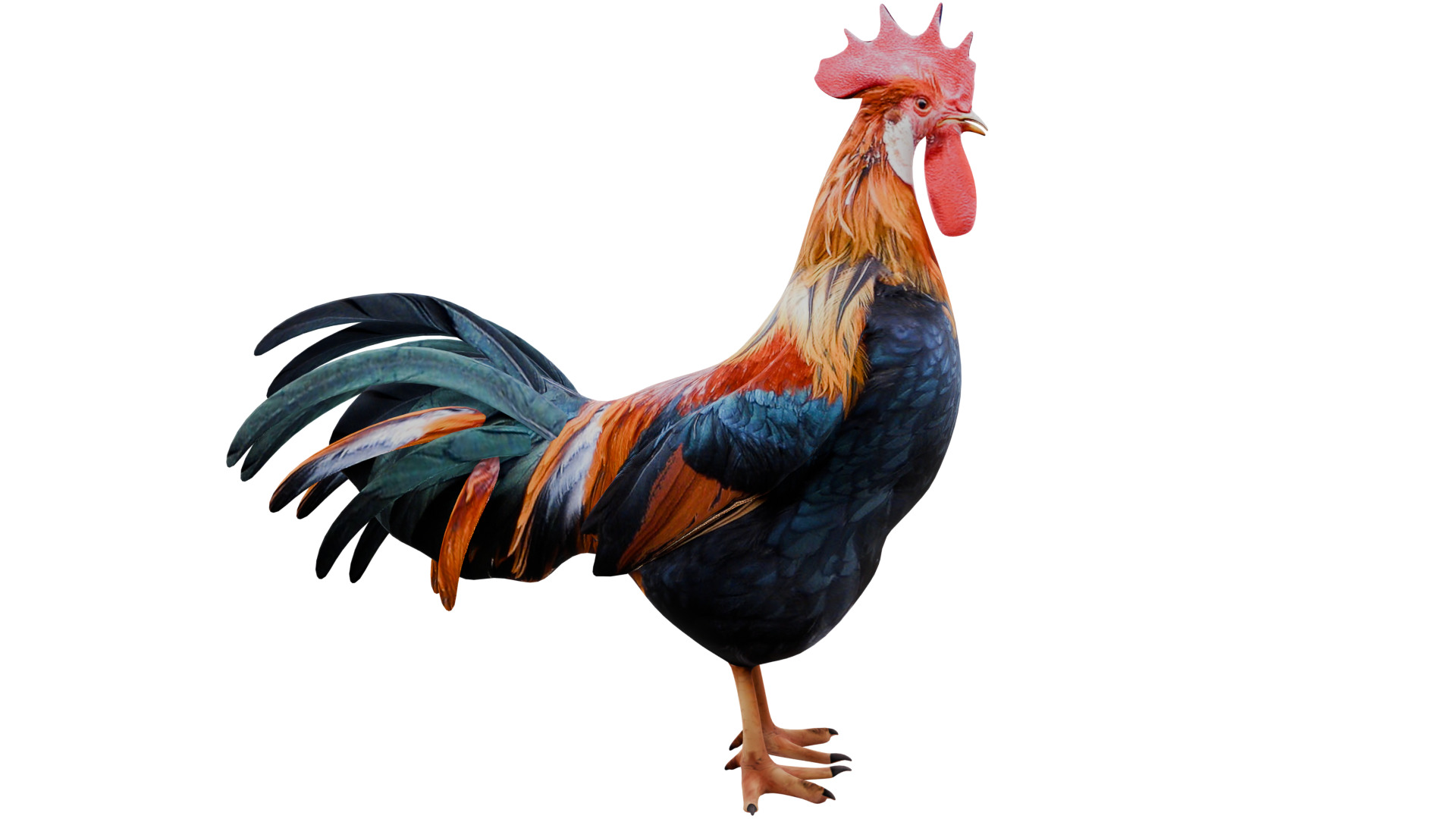Rooster 3D model_5