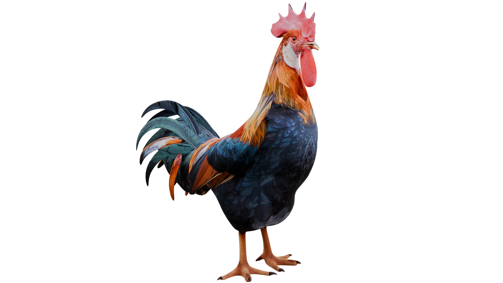 Rooster 3D model_6