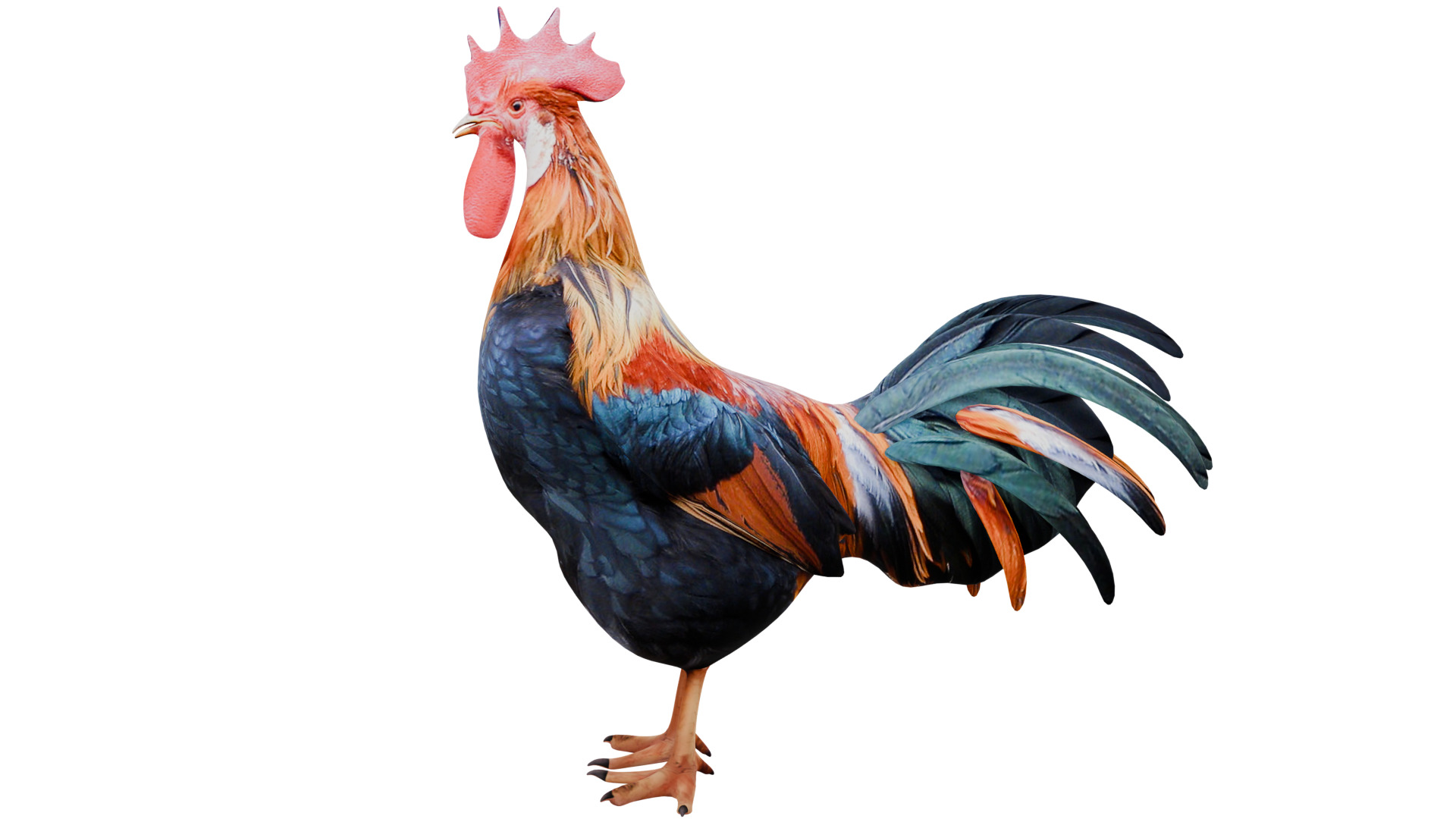 Rooster 3D model_1