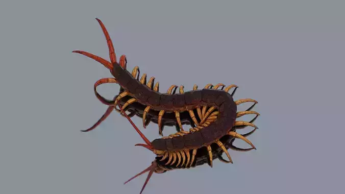 Centipede  Low-poly 3D model