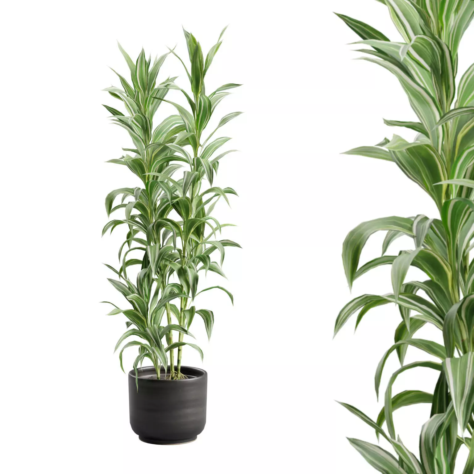 Dracaena Sanderiana Variegata in Dark Planter 3D model | CGTrader