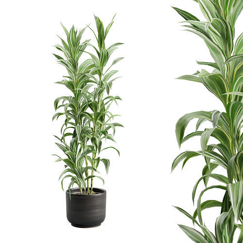 Dracaena Sanderiana Variegata in Dark Planter 3D model