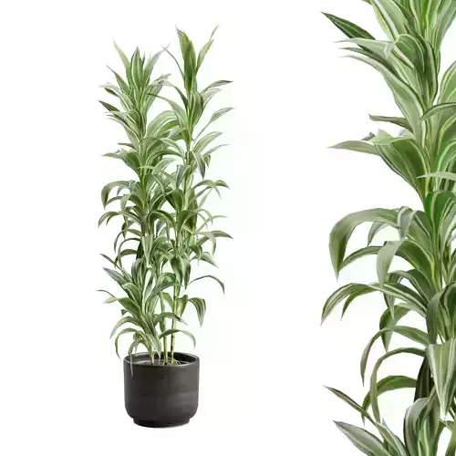 Dracaena Sanderiana Variegata in Dark Planter