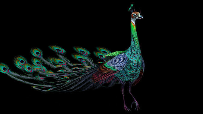 Rigged Peacock with 2k textures and animations Low-poly 3D model