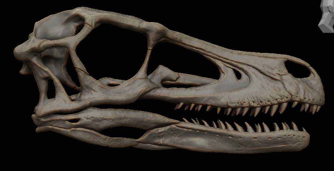 Velociraptor Skull - Dinosaur Fossil Replica   3D print model_1