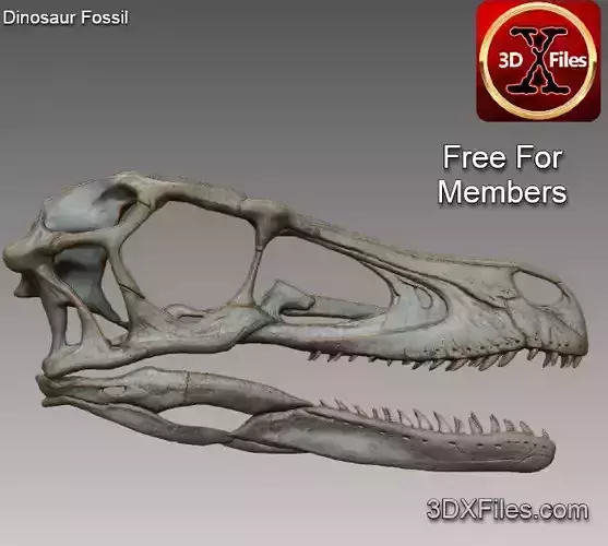 Velociraptor Skull - Dinosaur Fossil Replica   3D print model Velociraptor Skull - Dinosaur Fossil Replica   3D print model
