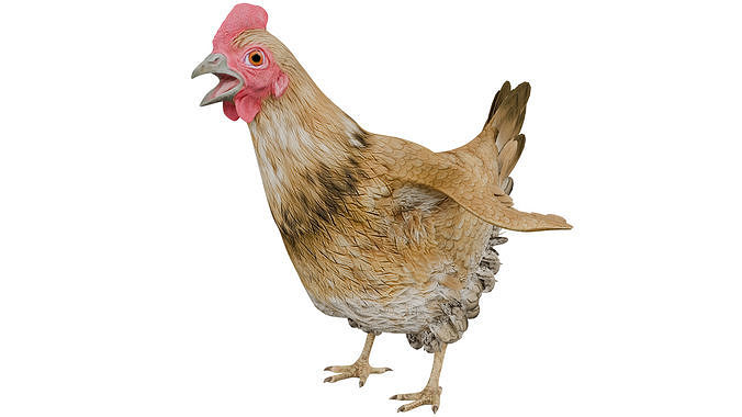 Chicken 3D model