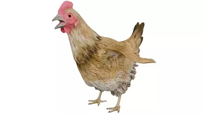 Chicken 3D model