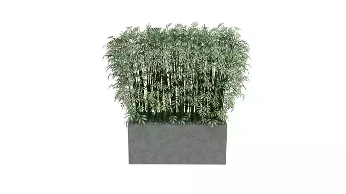 3D Bamboo Plant Model Realistic Potted Indoor Decoration