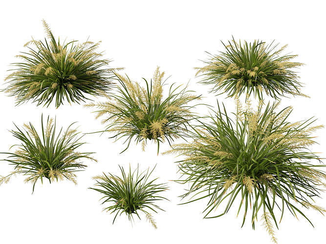 Highpoly-Low Poly-Lomandra hystrix Katie Belles-Slender Mat Rush Low-poly 3D model